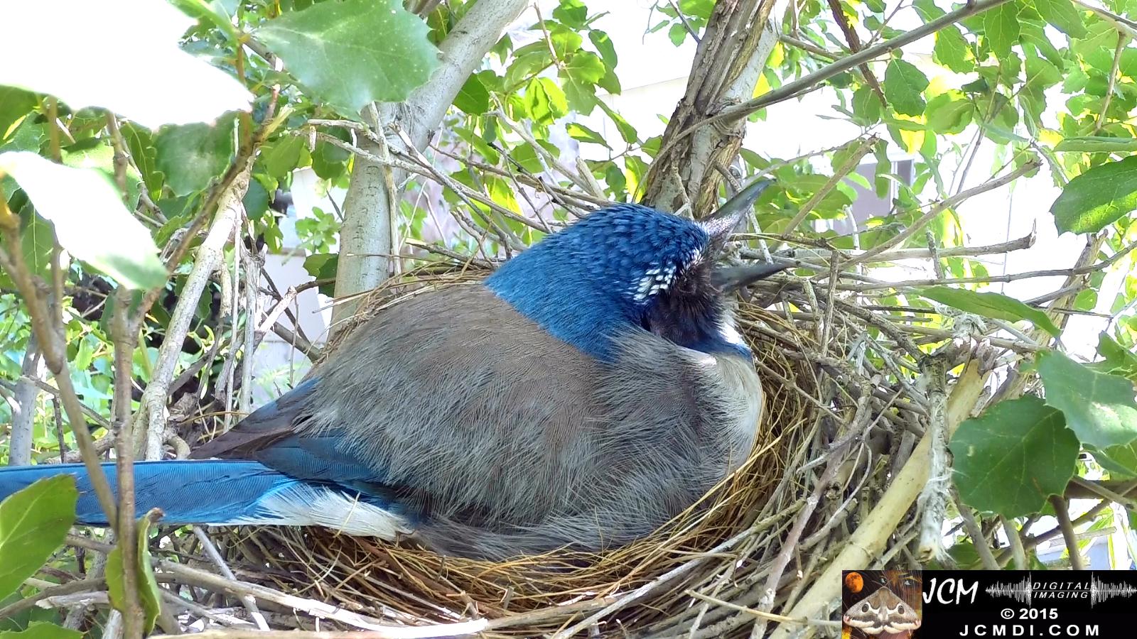 Scrub jay female in nest big yawn santa clarita jcmdi.com